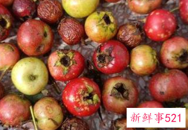 野山楂的功效与作用