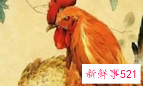 属鸡男会不会主动追求女孩吗