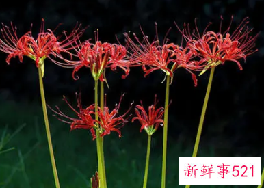 彼岸花的寓意是什么