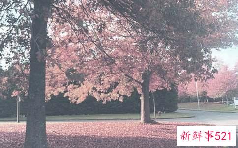 秋季护肤最重要的步骤有哪些