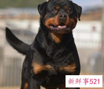 十大最聪明的狗