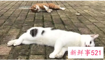 梦见死猫死狗的寓意