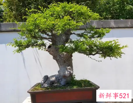 门前最旺风水的花榆树