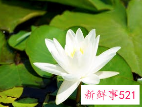 莲花引起人生感悟