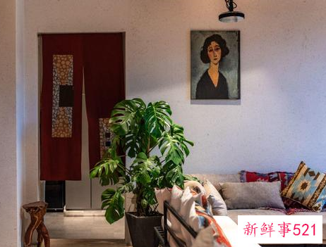 净化空气的室内盆栽植物有哪些