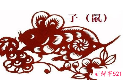 属鼠的人聪明还是笨