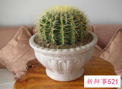 仙人球的浇水方法