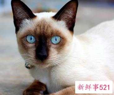 什么属相能养猫能旺财