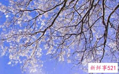 冬天白色短裤怎么搭配