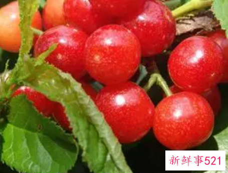 梦见樱桃树枝断了是什么意思