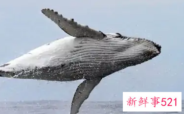 鲨鱼和鲸鱼是鱼吗