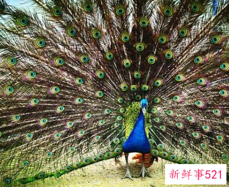 孔雀开屏寓意