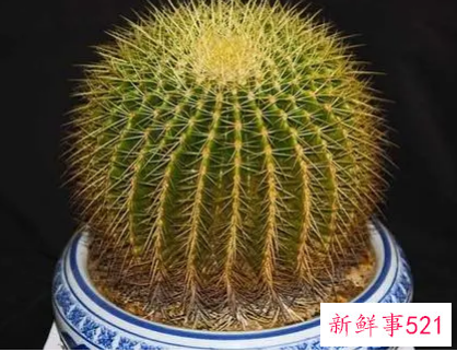 仙人球在办公室的摆放风水禁忌