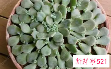 多肉植物如何进行叶插繁殖