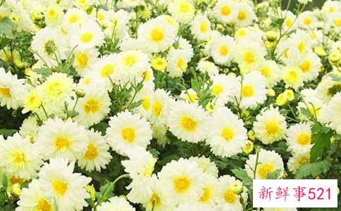 梦见菊花的寓意