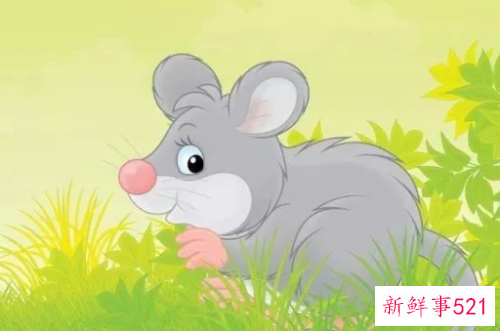 属鼠的几月出生旺月