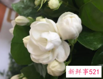 适合家中摆放的鲜花