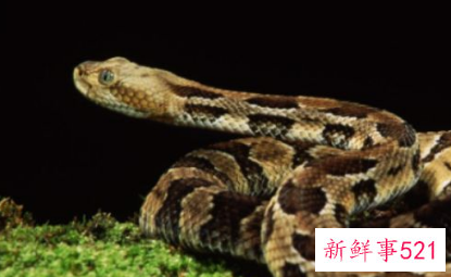 梦到巨大眼镜蛇是什么意思