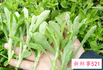 清明菜的功效与作用