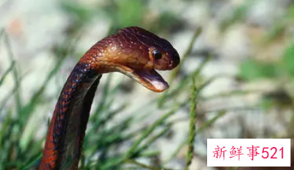 梦到巨大眼镜蛇是什么意思