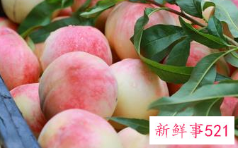 桃子摘下来能放多久