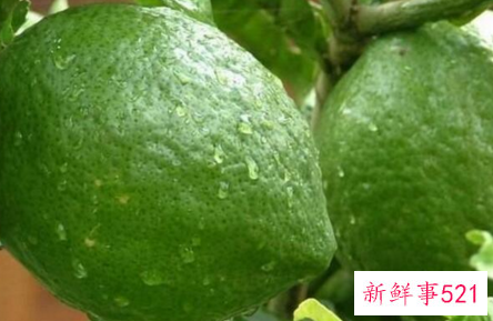 香橼的功效与作用禁忌