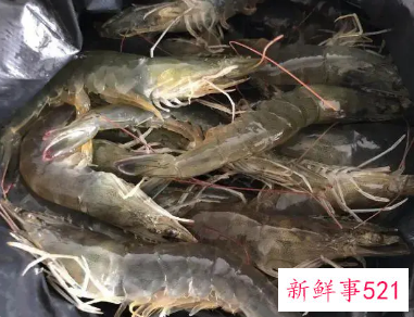 虾壳的营养价值及功效与作用