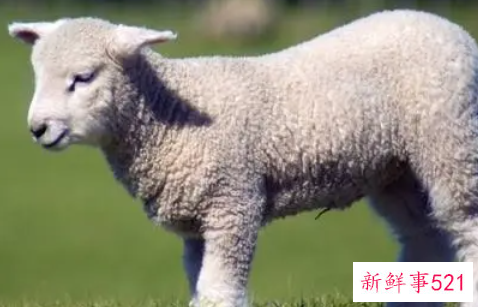 属羊人和什么属相最配