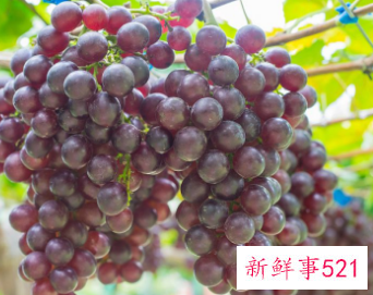 青葡萄的营养价值及功效与作用