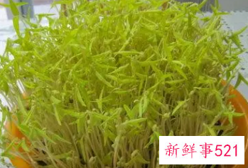 各种豆芽的营养价值及功效