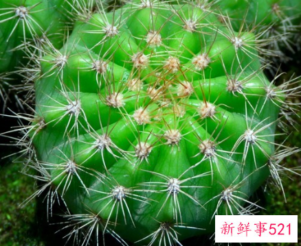 仙人球在办公室的摆放风水禁忌