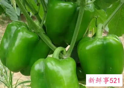 每天吃青椒的好处