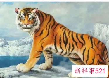 属虎人2022年下半年运势女