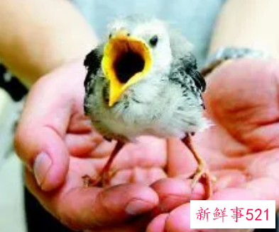 小鸟归巢包含的服务