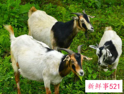 孕妇梦见一群羊是什么意思