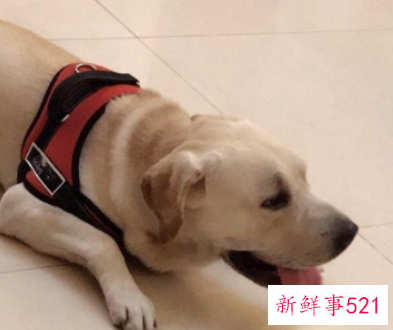 十大最聪明的狗