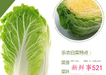 白菜的营养价值及功效