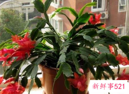 南方冬天开花的植物室内