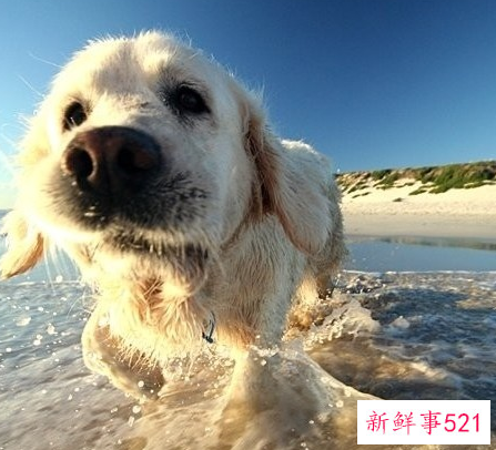 调教狗狗学规矩的技巧