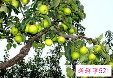 女人梦见梨树结满了梨还有掉在地上