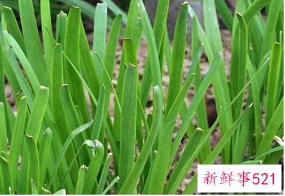 冬天为什么不能吃韭菜