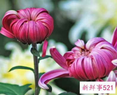 菊花泡水喝的功效