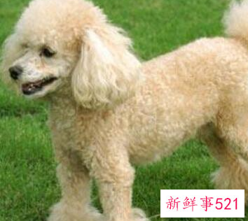 十大最聪明的狗