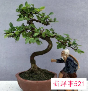 门前最旺风水的花榆树