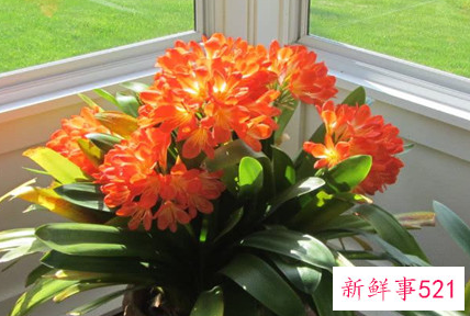 大门口种什么花能旺财