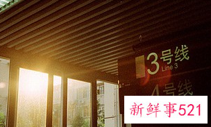 梦见养猪的含义