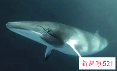 鲨鱼和鲸鱼是鱼吗