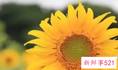 2021年团员自我鉴定