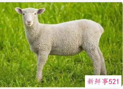 孕妇梦见一群羊是什么意思