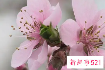 备孕女人梦到粉色桃花